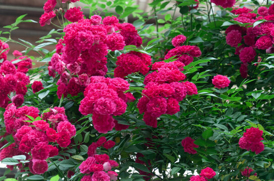 春天公園里盛開(kāi)的七姊妹花薔薇花