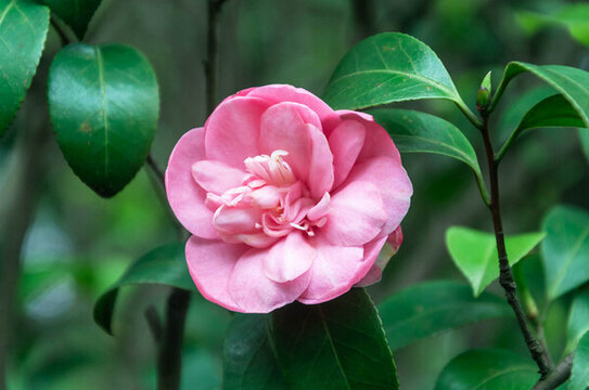 春天公園盛開的山茶花