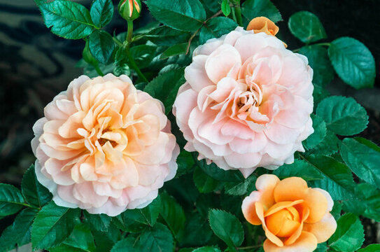 春天小區(qū)盛開的月季花