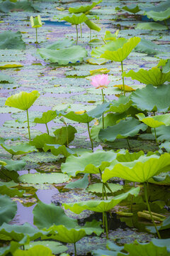 螺涌公園荷塘中綻放的粉色荷花