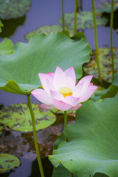 螺涌公園水中綻放的嬌艷粉色荷花