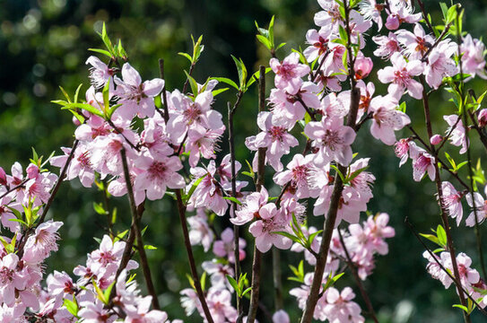 春天公園里盛開的桃花