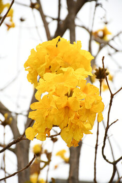 廣東東莞黃花風(fēng)鈴木