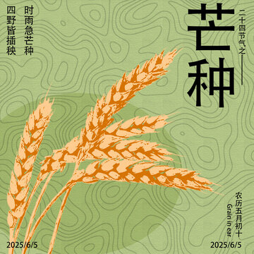 芒種時節(jié)的麥穗插畫