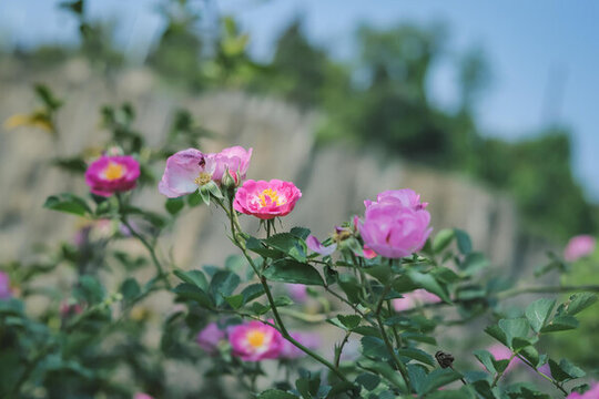 盛開的薔薇花