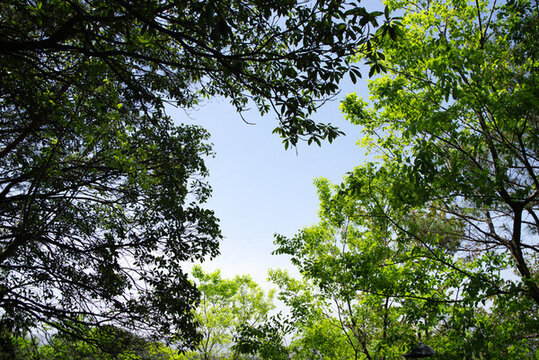 仰拍蔥郁樹林與藍(lán)天