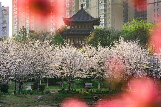 武漢堤角公園櫻花盛開(kāi)