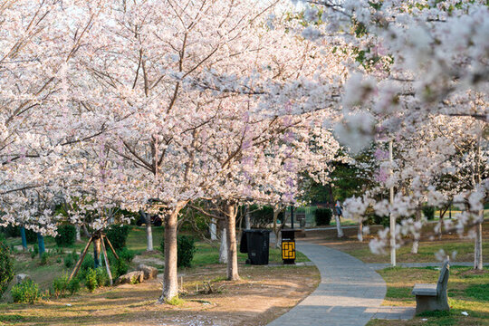 武漢堤角公園櫻花盛開