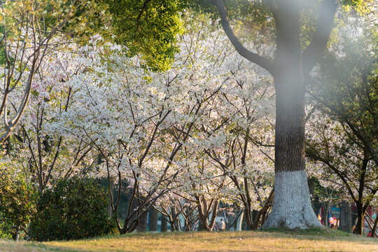 武漢堤角公園櫻花盛開