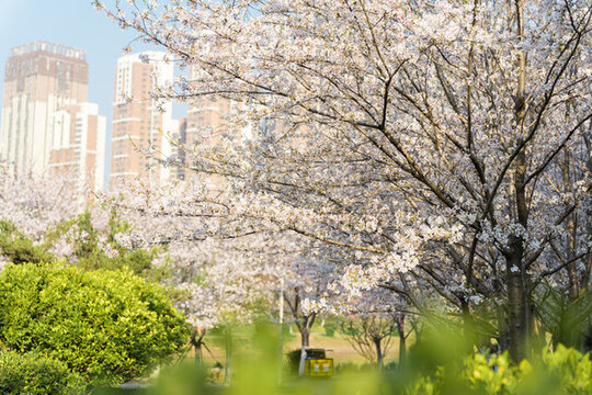 武漢堤角公園櫻花盛開
