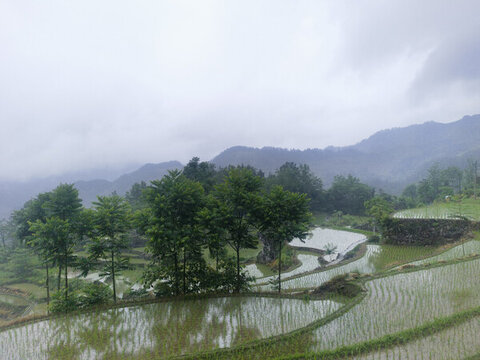 高山梯田美景