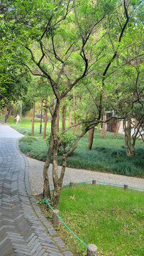 林間幽徑的靜謐公園景致