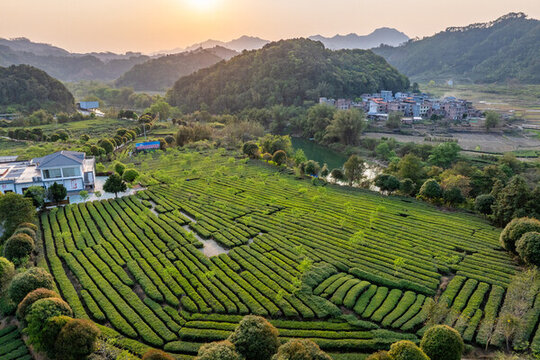 中國(guó)廣西賀州昭平縣有機(jī)茶園風(fēng)光
