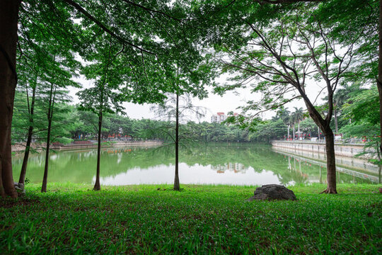 黃昏陽光照射在公園湖水邊的樹木綠色植被上