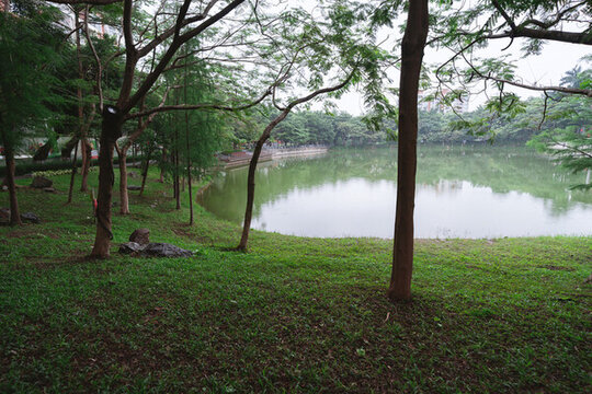黃昏陽(yáng)光照射在公園湖水邊的樹(shù)木綠色植被上