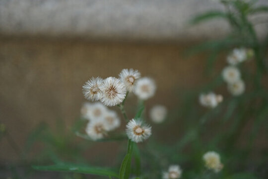 香絲草清新小白花綻放瞬間