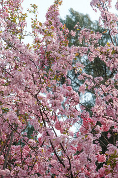 昆明圓通山櫻花園
