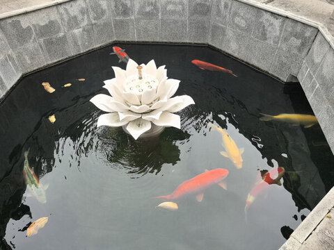 池中蓮花與暢游錦鯉