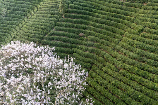 茶園春色與繁花相映
