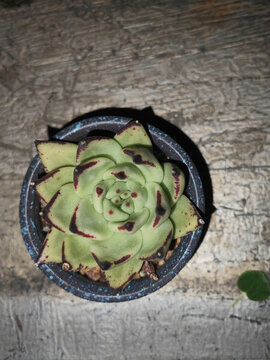多肉植物