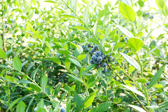 藍(lán)莓
