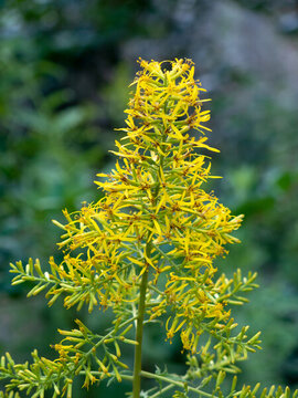 野生菊科植物華蟹甲開(kāi)花期
