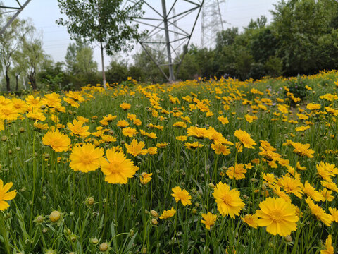 大花金雞菊