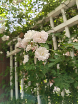 薔薇花墻
