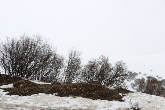 雪覆荒坡與枯樹景象