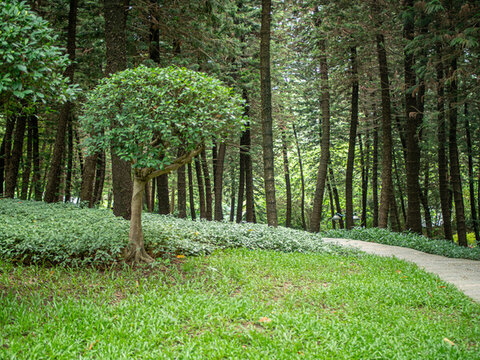 森林里的小道植物大樹(shù)綠植