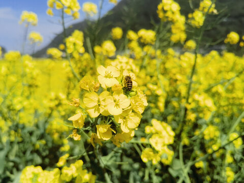 油菜花上的蜜蜂田園景致