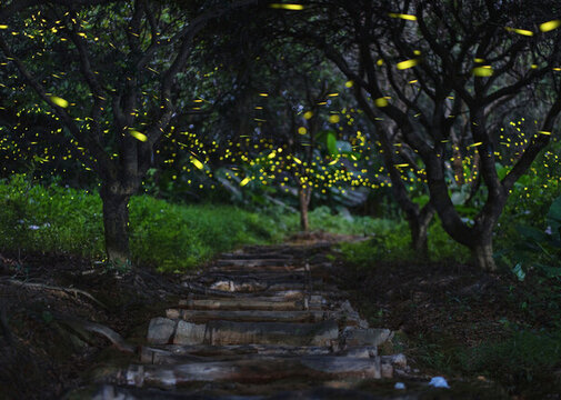 夏天夜晚林間夜路閃爍的螢火蟲