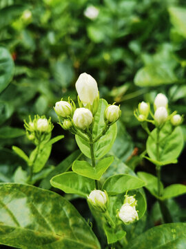 清新綻放的白色茉莉花苞