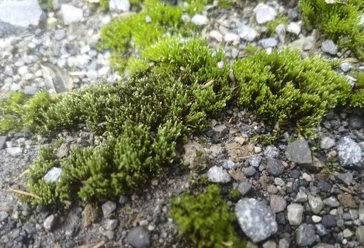 碎石間的翠綠苔蘚