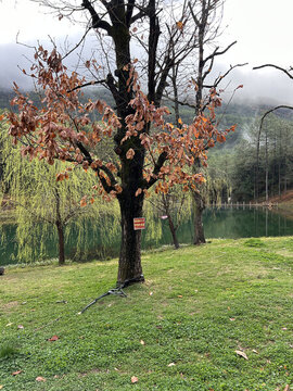 湖畔秋樹與朦朧遠山景致