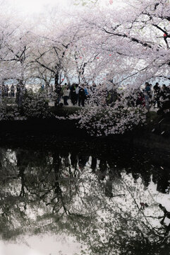 春日黿頭渚櫻花長春橋