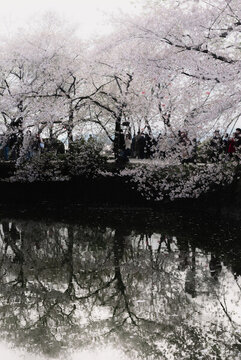 春日黿頭渚櫻花長春橋