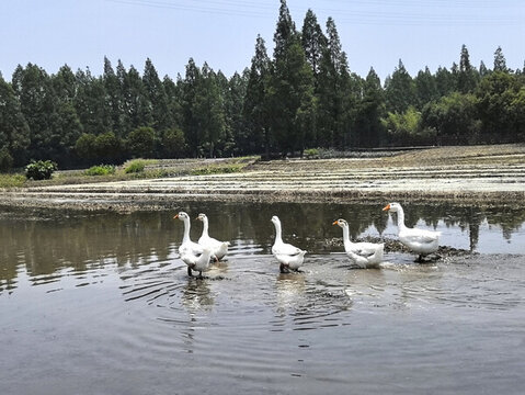 水田大鵝