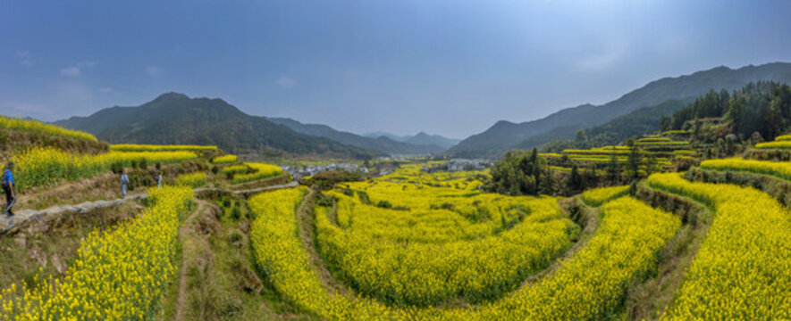寬幅金色梯田油菜花海