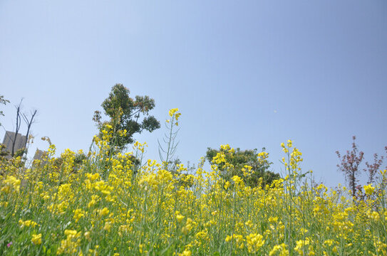 春日油菜花田與藍(lán)天景致