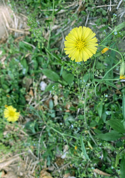 野菊花