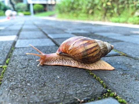 路面上爬行的條紋大蝸牛