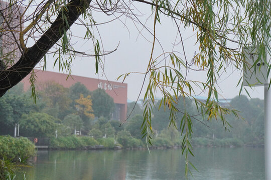 重慶大學(xué)圖書館與霧中湖畔垂柳