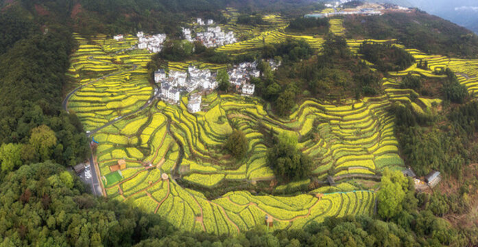 寬幅梯田油菜花海的鄉(xiāng)村風(fēng)光