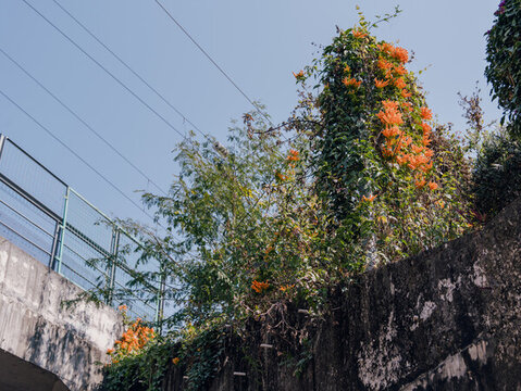 石墻上綻放的絢爛橙色花卉
