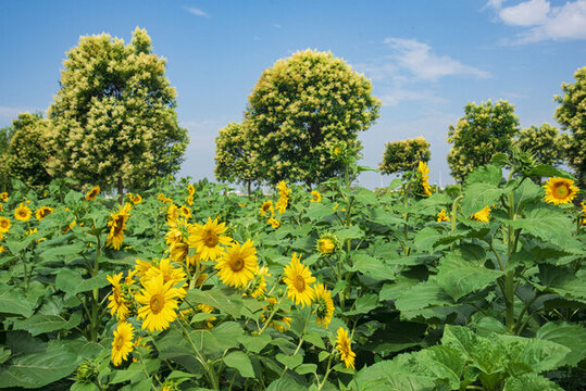 葵花田園景觀