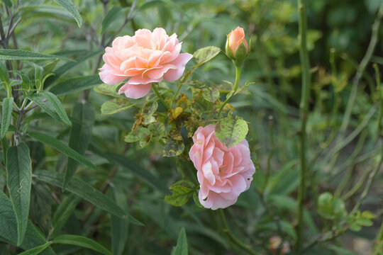嬌艷綻放的粉色月季花