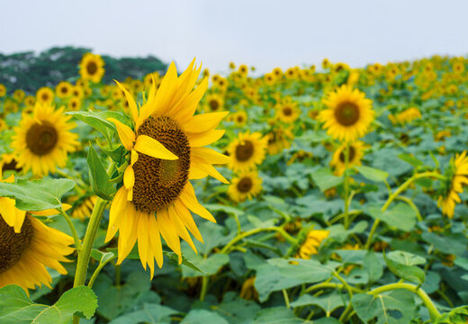 燦爛向日葵花田美景