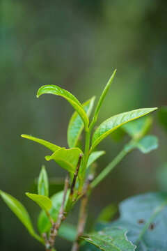 茶樹茶園