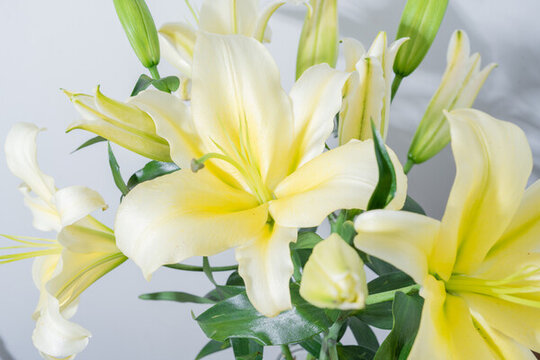 清新綻放的黃色百合花束